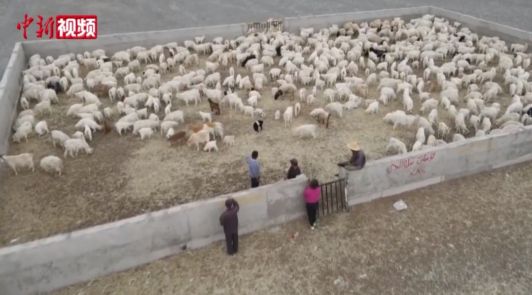 新疆：百余万头羊儿洗“药浴”